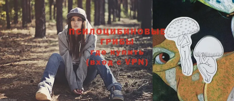 Псилоцибиновые грибы Psilocybe  OMG как войти  Троицк 